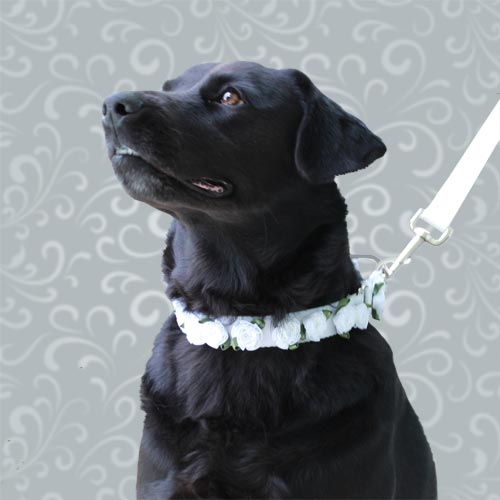 dog wedding collar and leash